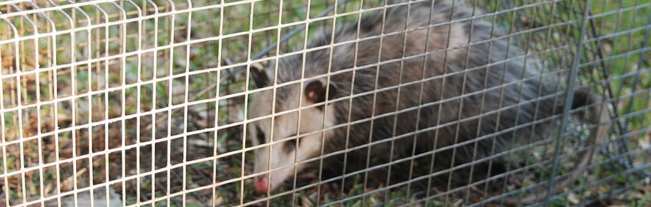 opossum-traps